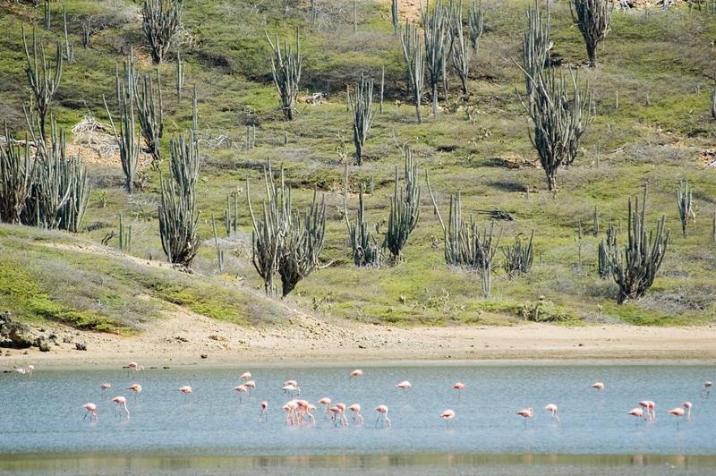 شقة Woodz Bonaire كراليندايك المظهر الخارجي الصورة