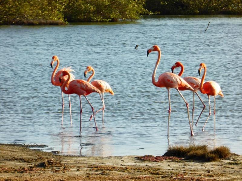 شقة Woodz Bonaire كراليندايك المظهر الخارجي الصورة